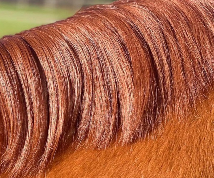 EcoHorse Leave In Conditioner image 1